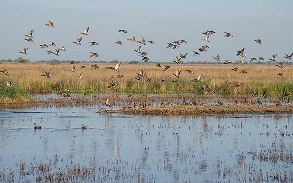 Birds flying over wetlands