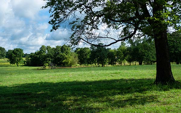 A grassy field with a large tree at the forefront